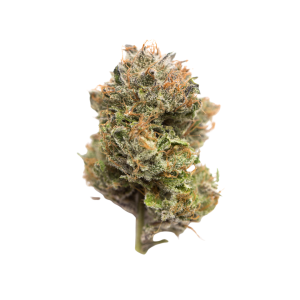 Gelato 33