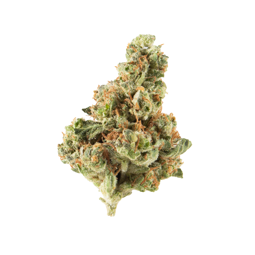 GMO Garlic Cookies Marijuana Strain