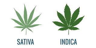 Indica vs. Sativa