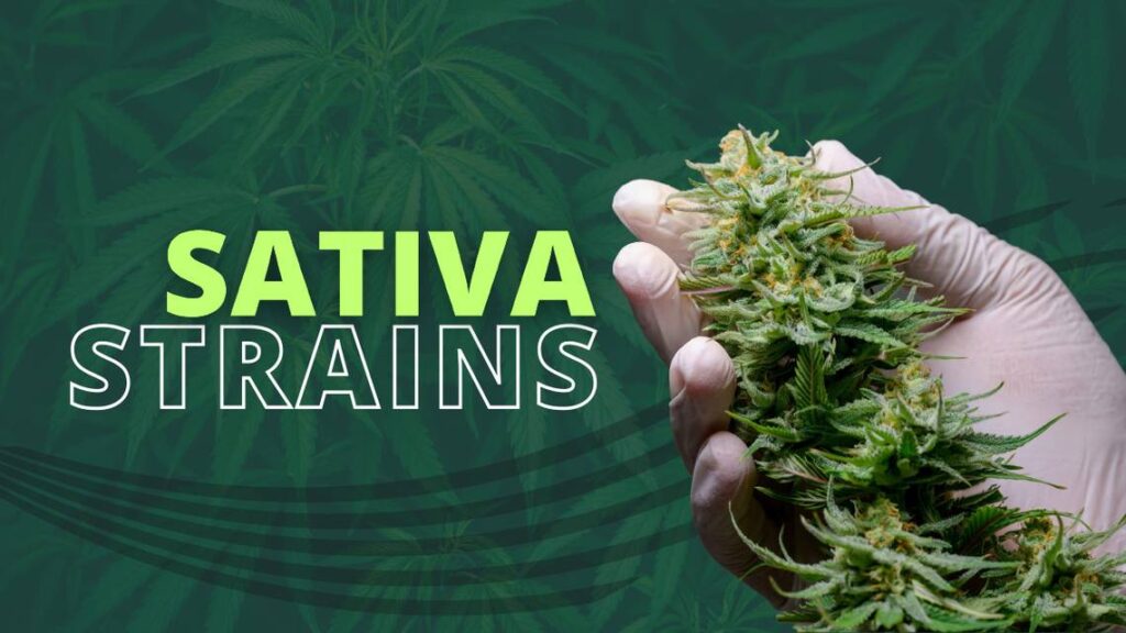 Sativa Weed Strains in Washington DC