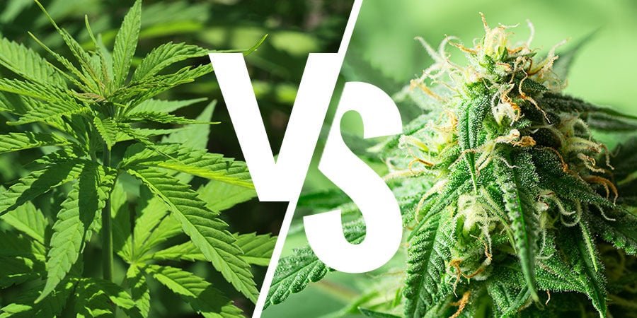 Sativa vs. Indica