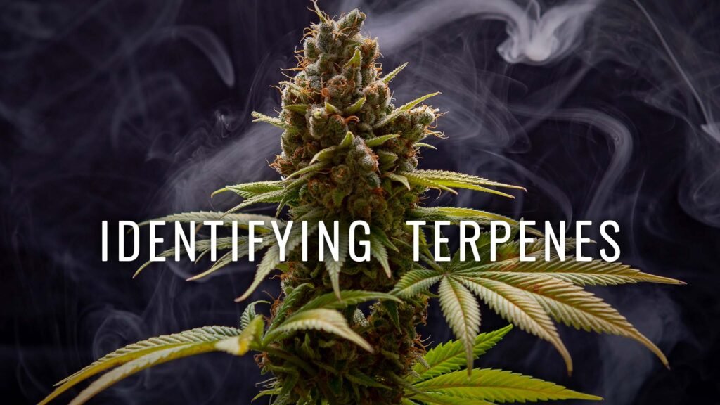 Terpenes