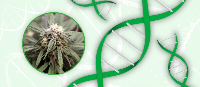 cannabis genetics