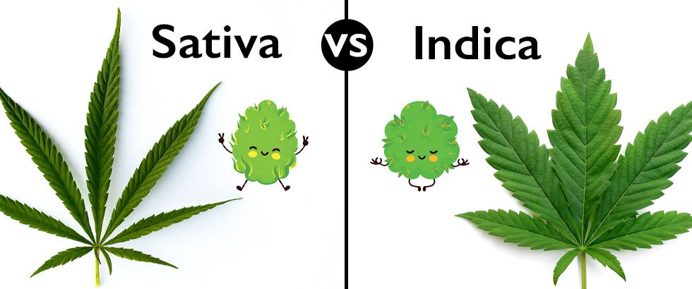 sativa-versus-indica