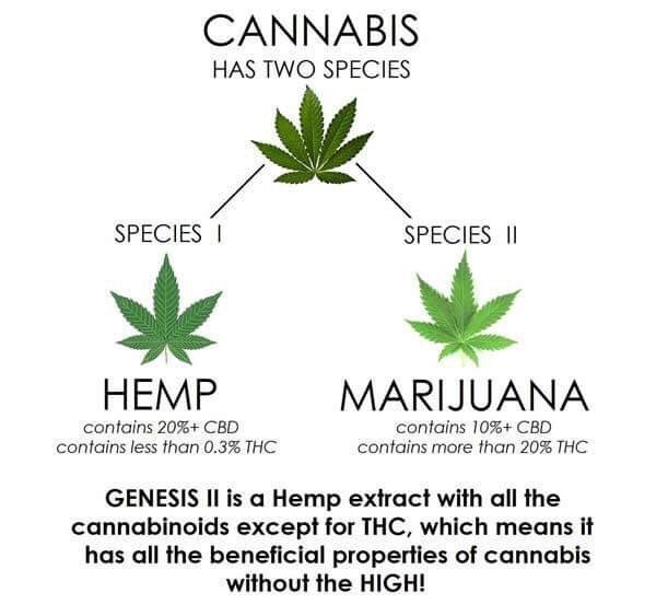 Hemp vs Cannabis: