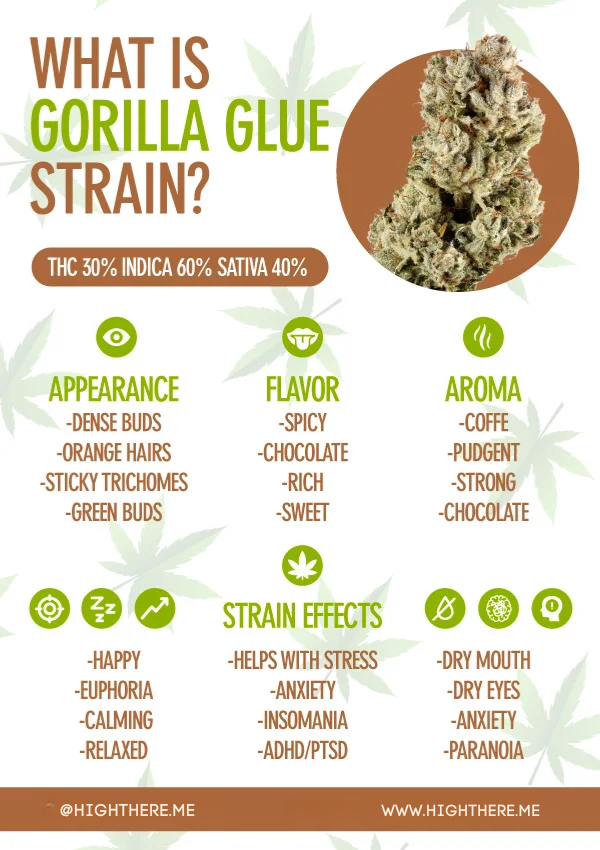 GORILLA GLUE STRAIN