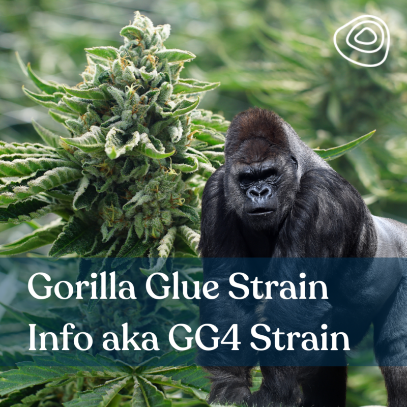 Gorilla-Glue-Strain-Info-aka-GG4-Strain