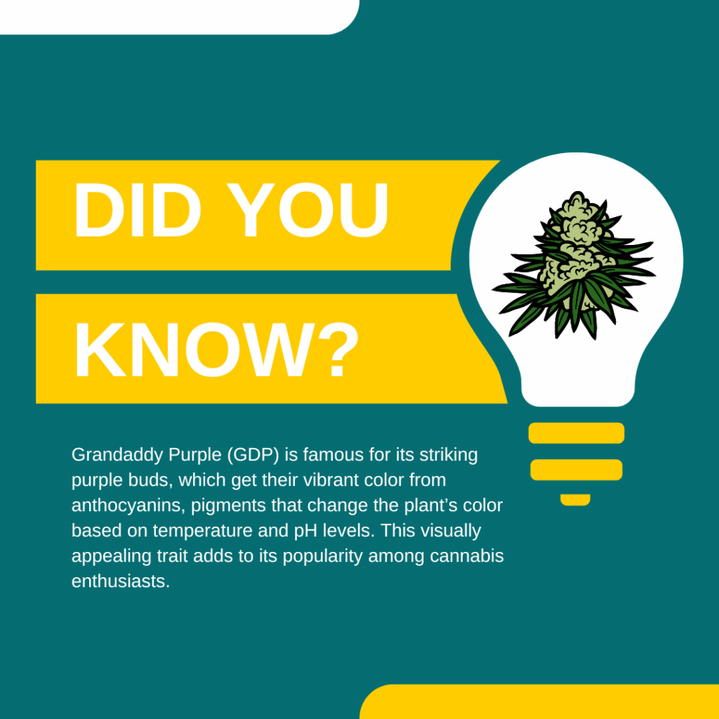 Grand Daddy Purple indica strain facts