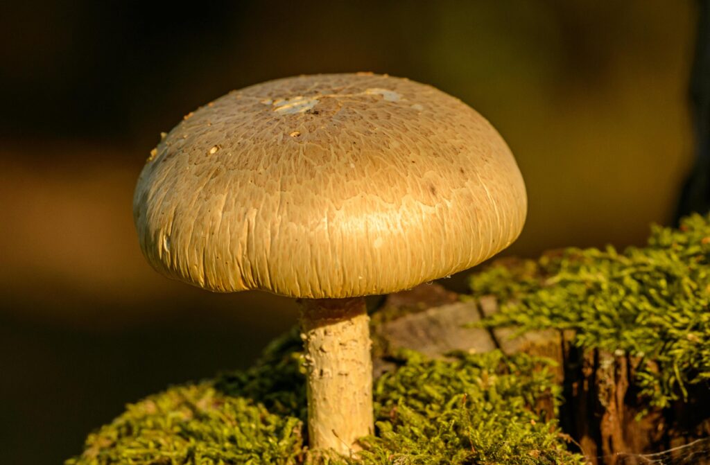 Mushroom Dispensary in Washington DC