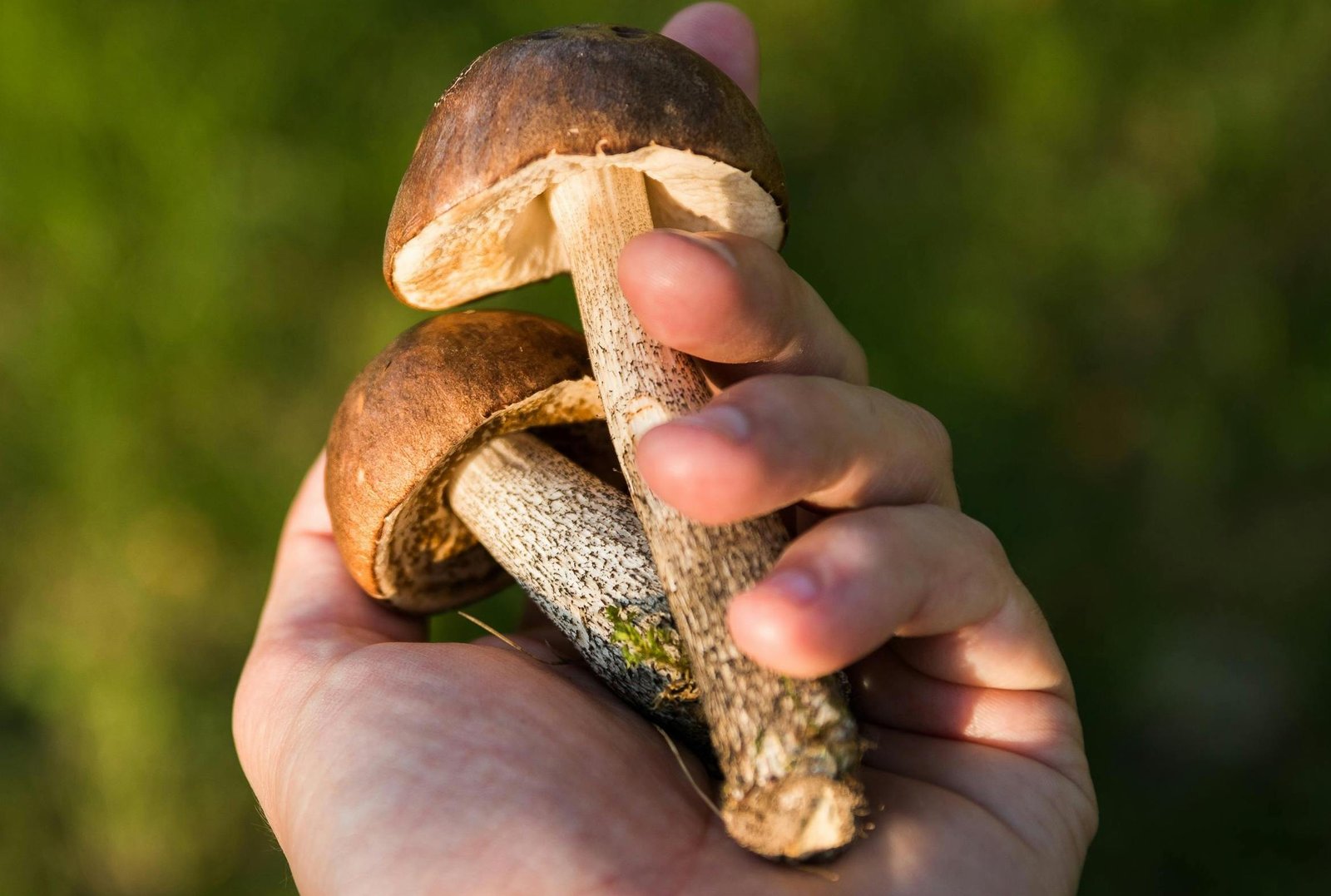 Mushroom Dispensary in Washington DC