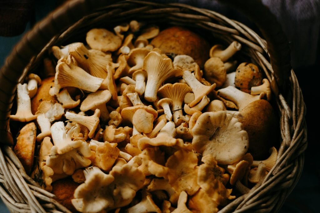 Psilocybin Mushrooms