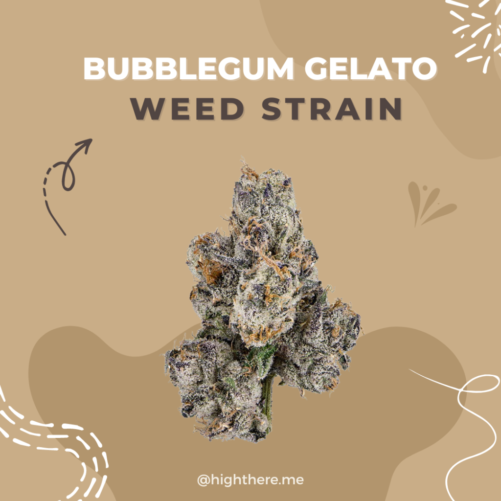 Bubblegum gelato weed strain 