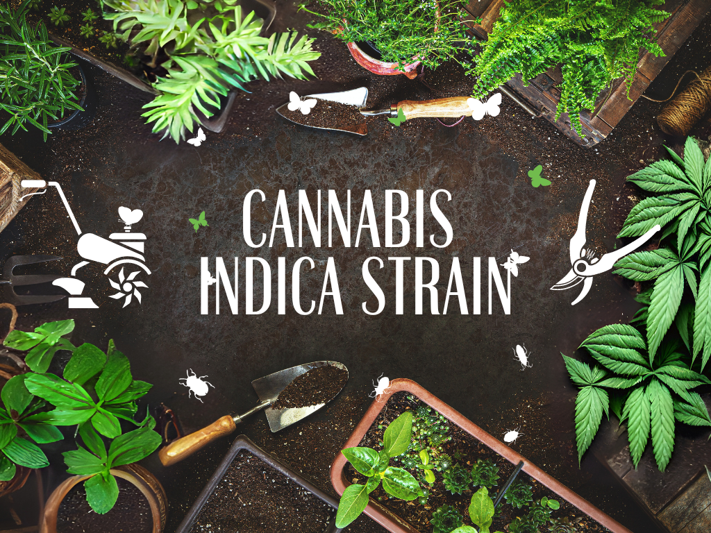 Cannabis Indica strains