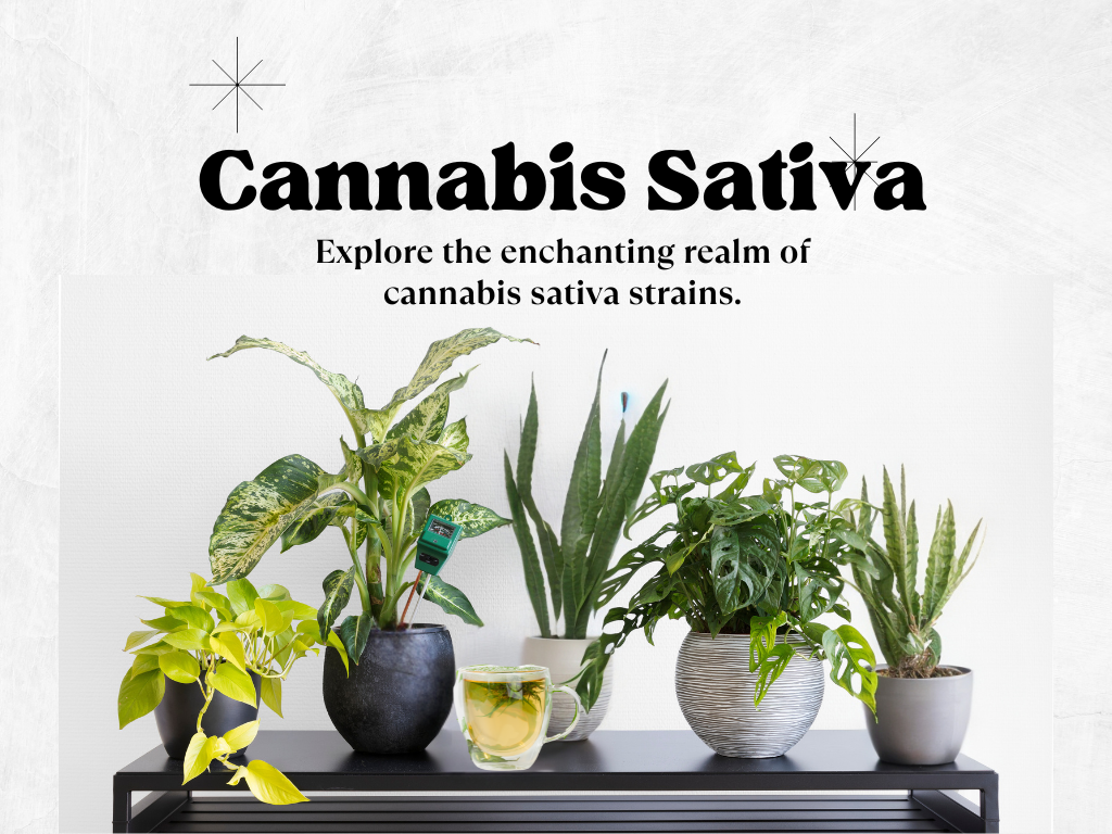 Cannabis Sativa strains