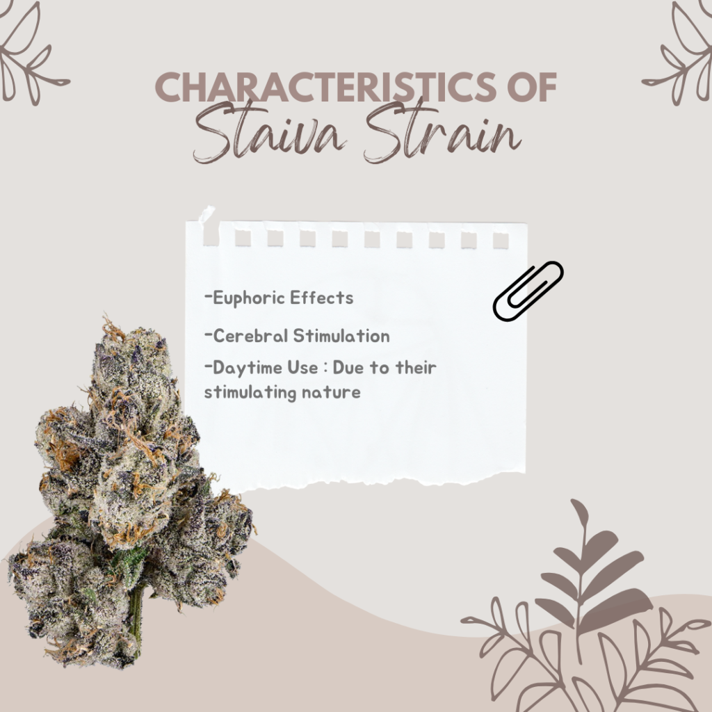 Sativa strain charateristics