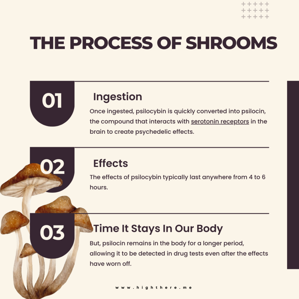 How Long Do Shrooms Stay in Your System