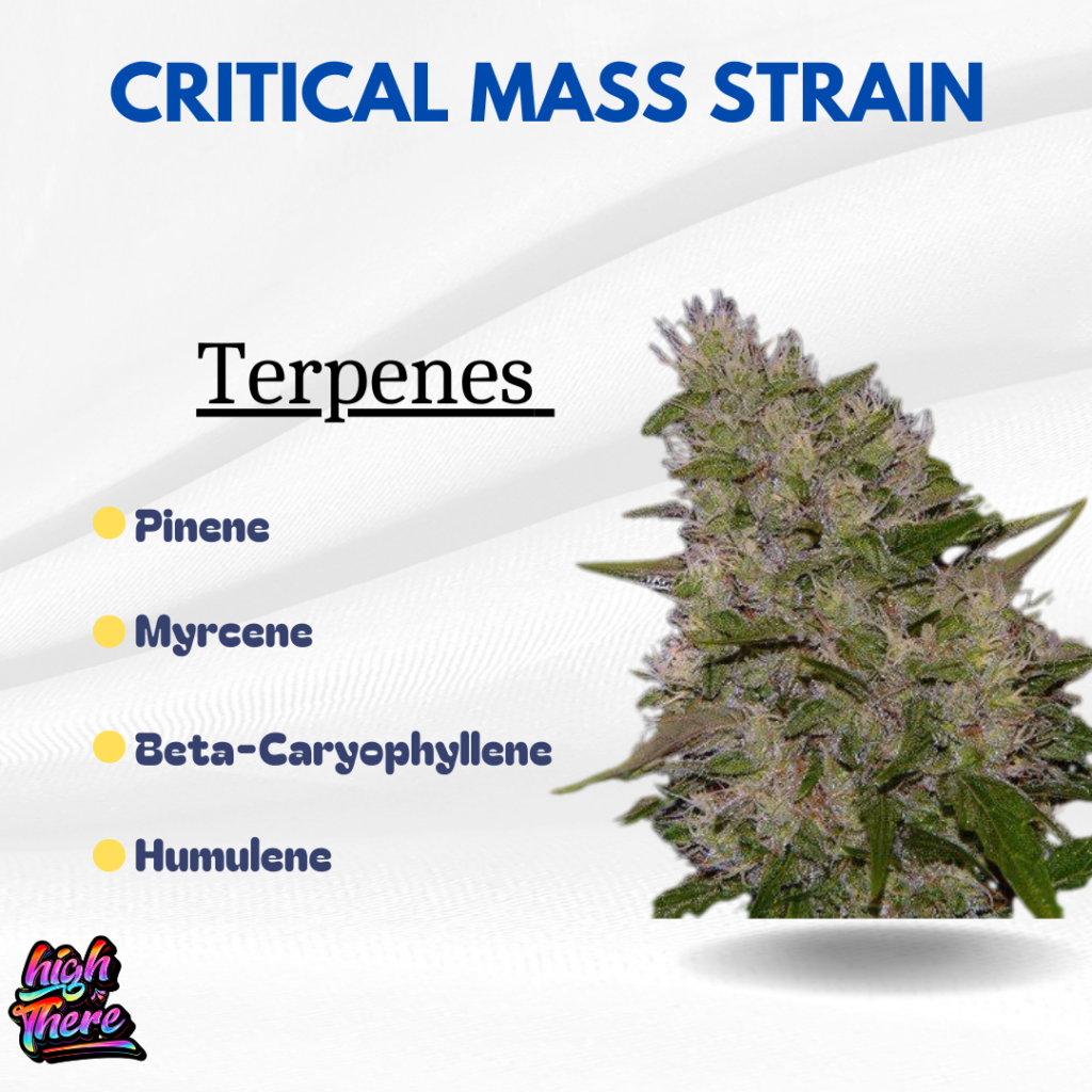 Critical Mass Strain 2