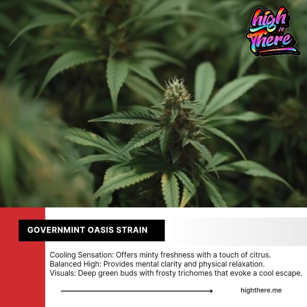 Governmint oasis weed strain