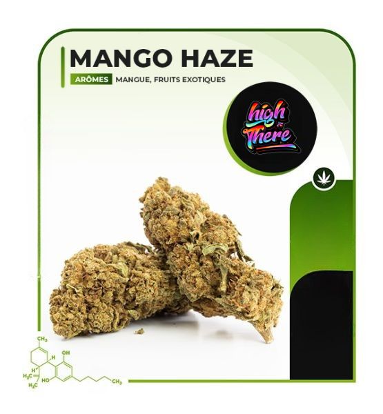 Mango haze strain