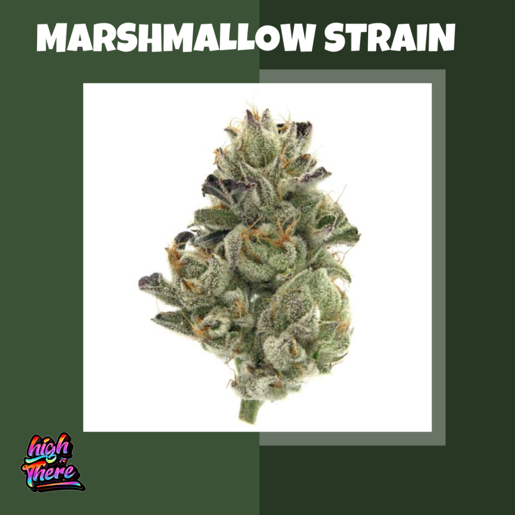 Marshmallow strain 1