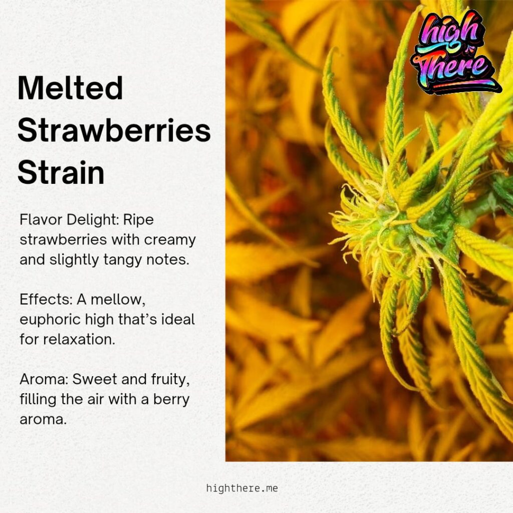 Melted strawberries strain