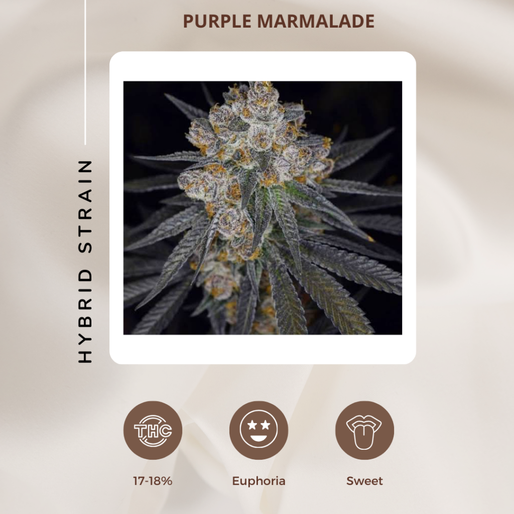 Purple Marmalade 2