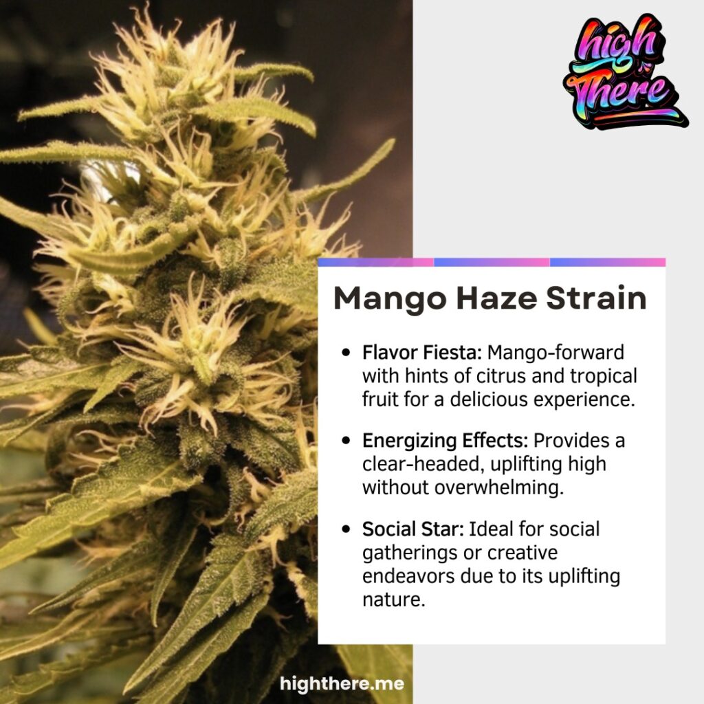 Strawberry mango haze strain