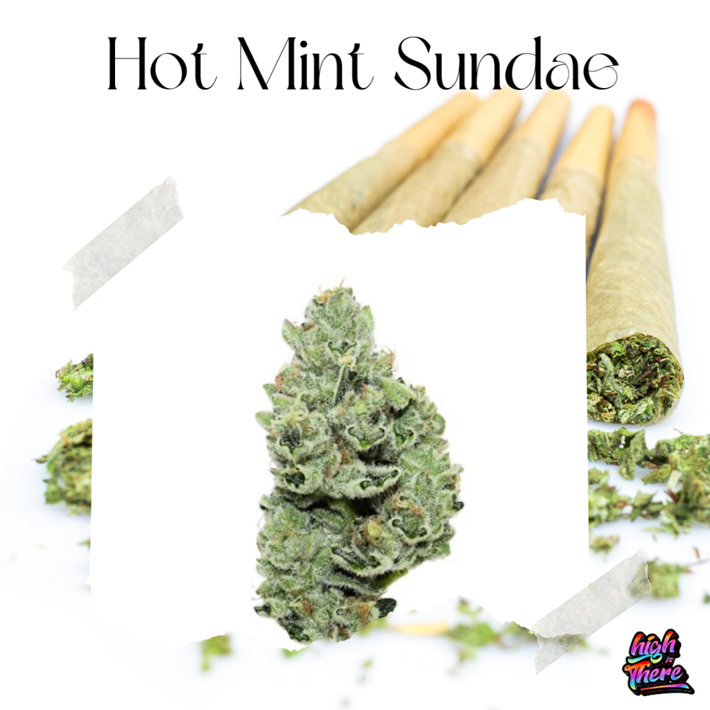 Hot Mint Sundae Strain 2