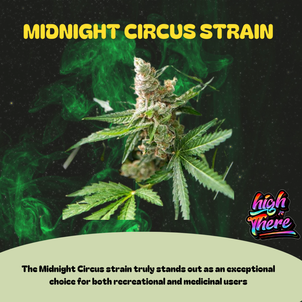 midnight circus strain 2