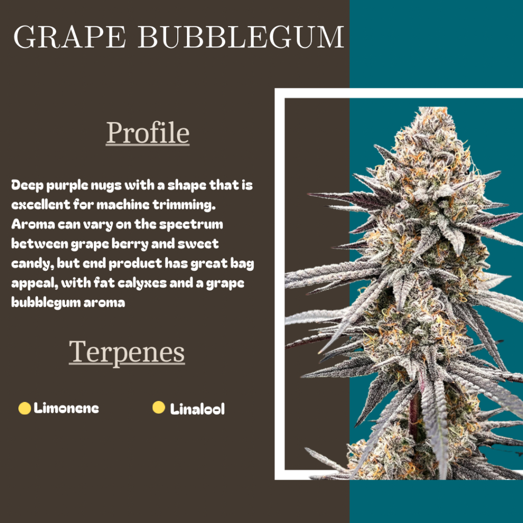 Grape Bubblegum 2