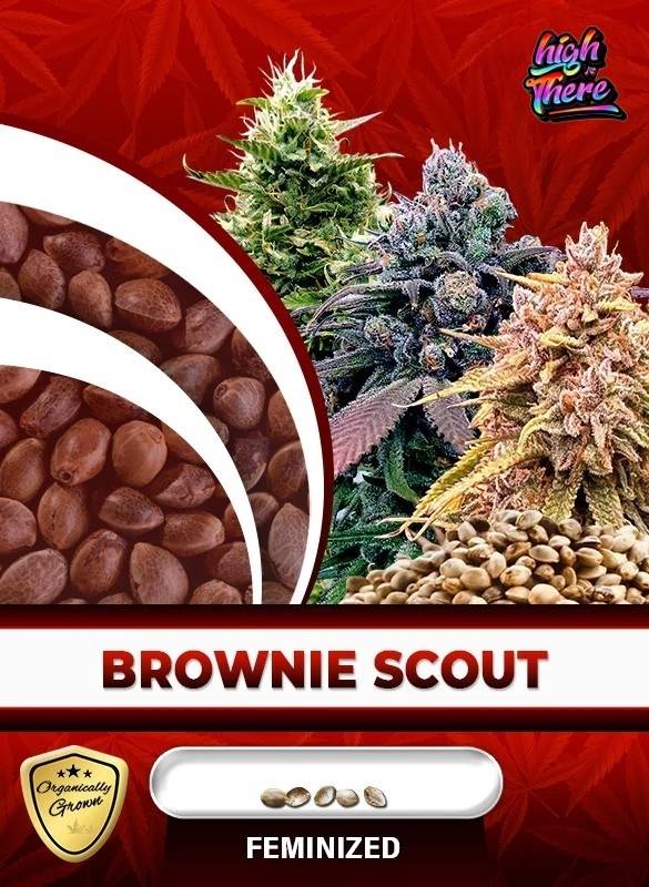 Brownie scout cookies strain