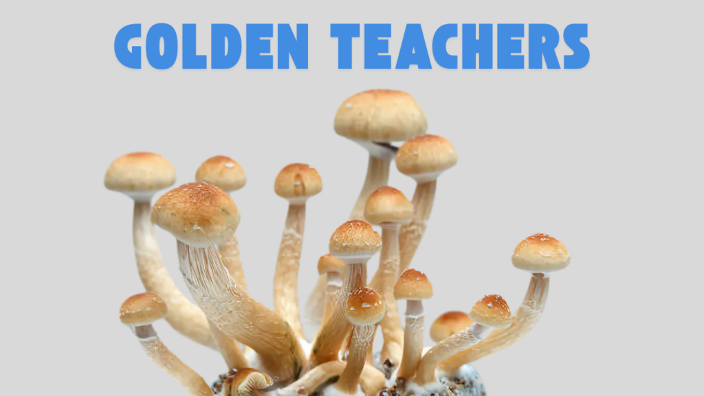 Golden teachers mushroom high