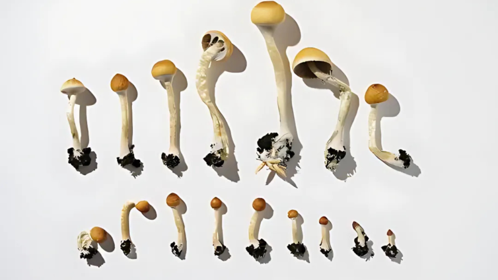 Buy Golden teachers mushroom online