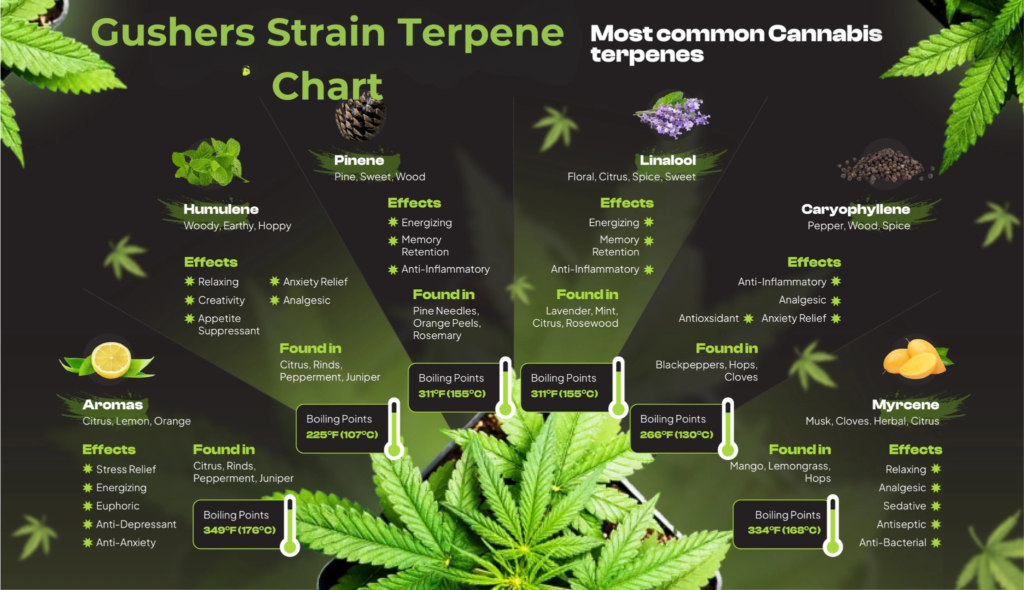 gushers strain information​ 