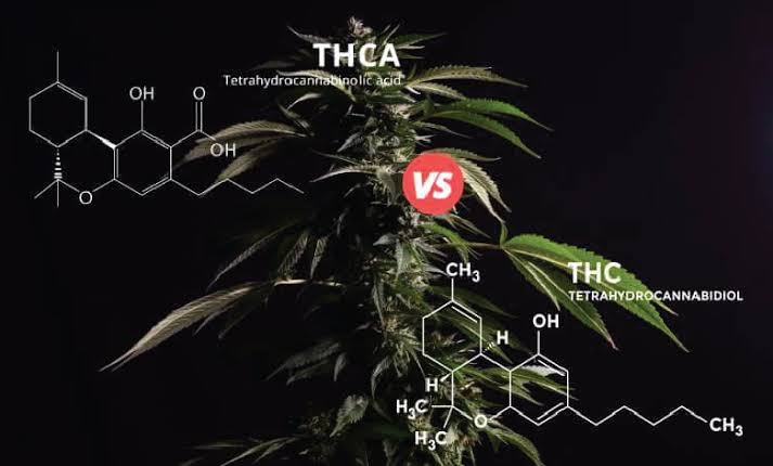 Difference between thca and thc