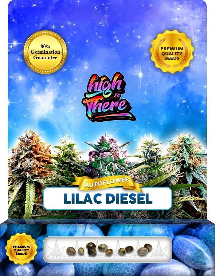 Lilac diesel weed strain 