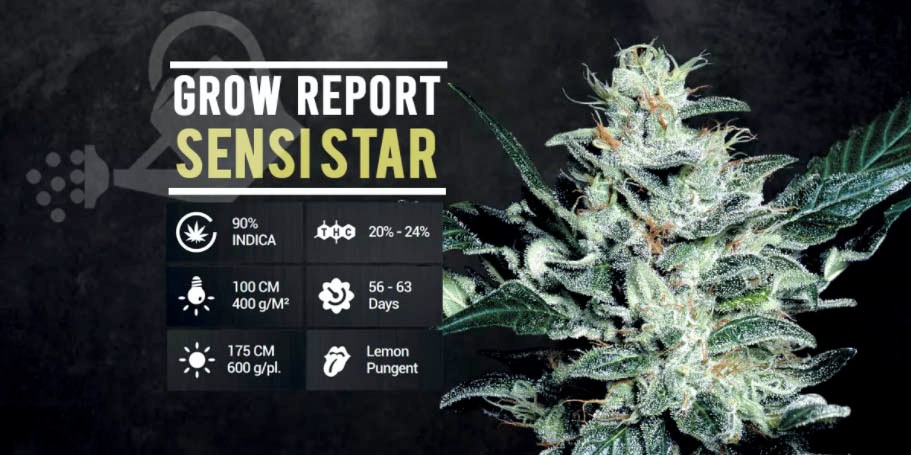 sensi star strain