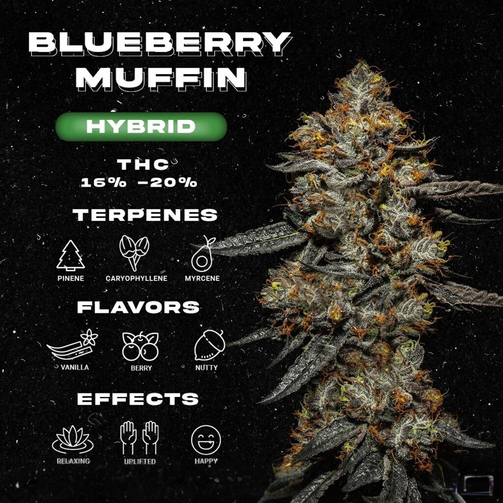 blueberry muffin strain
