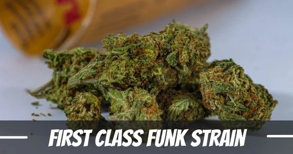 First Class Funk Wee Strain