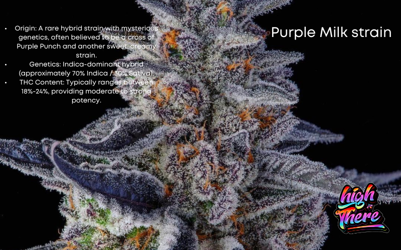 purple milk strain