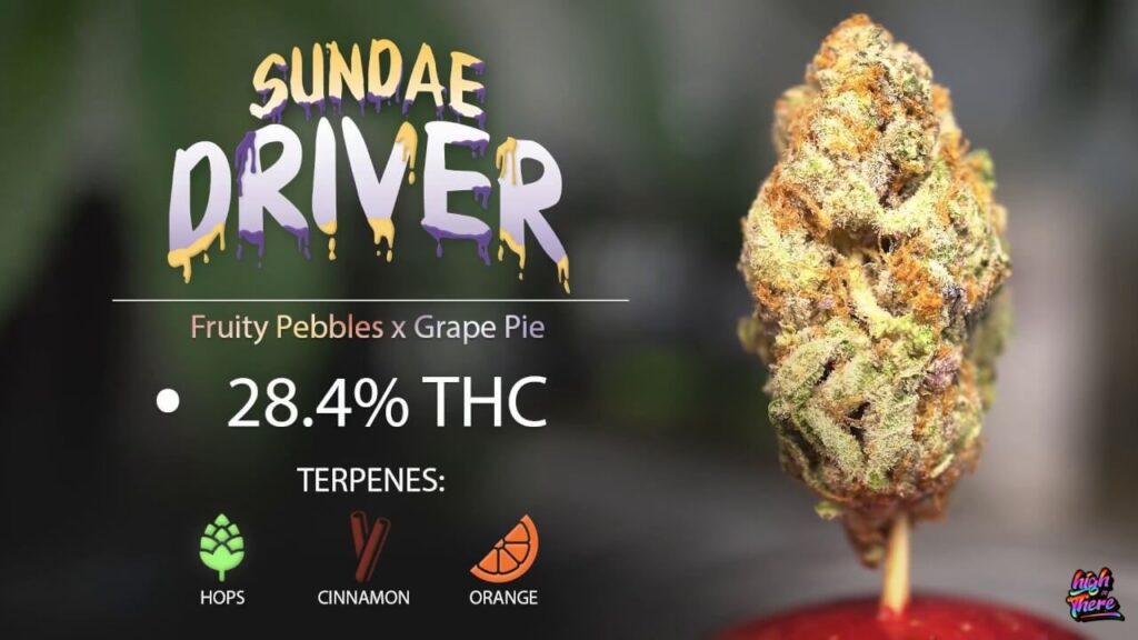 Sundae driver weed strain