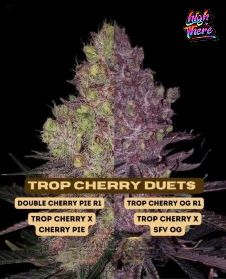 Trop cherry strain indica or sativa