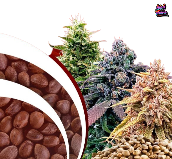 member berry strain