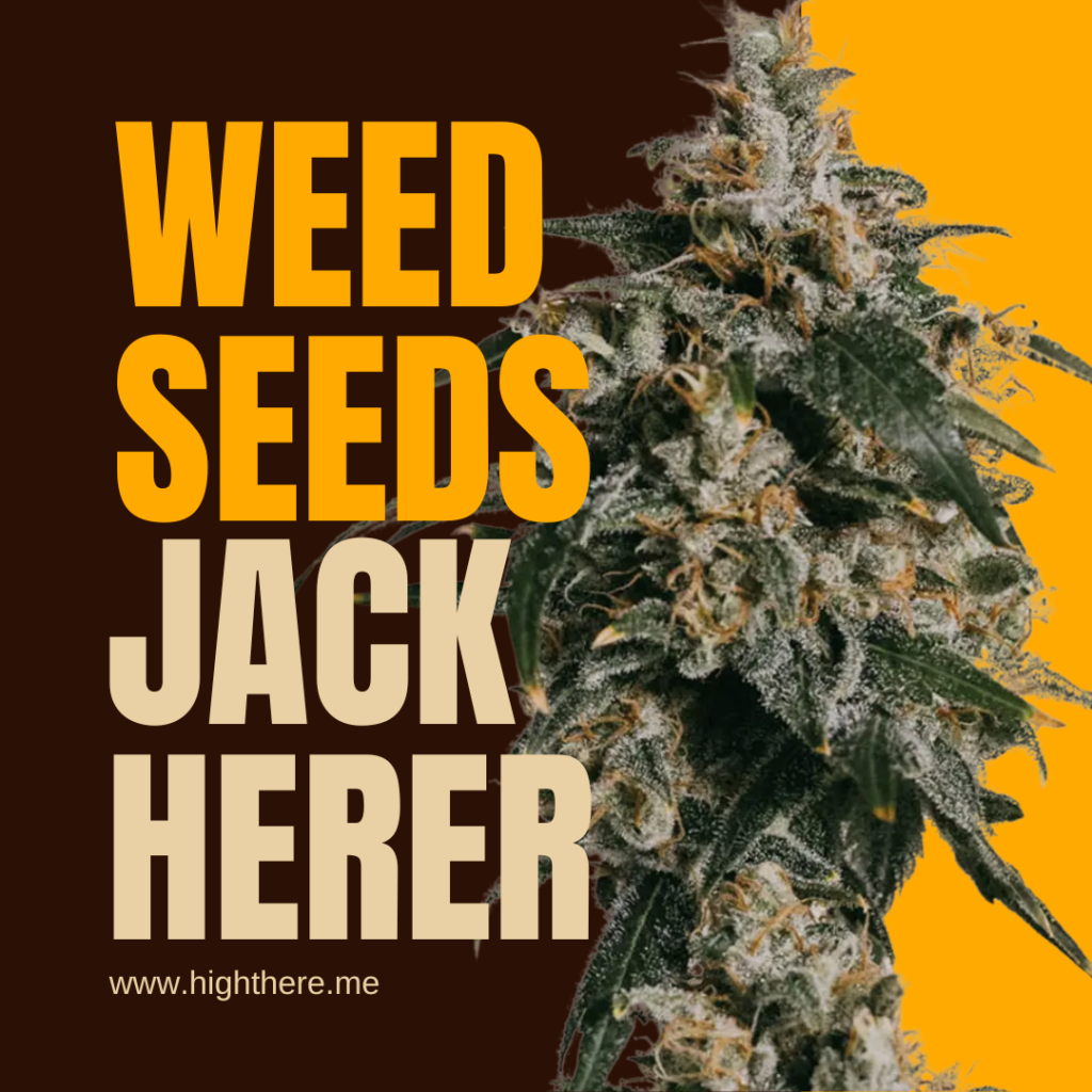 weed seeds Jack Herer