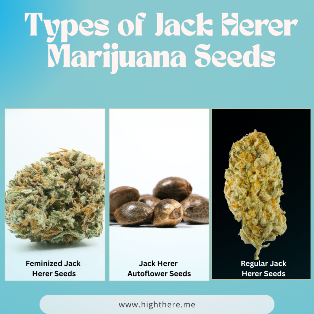 Types of Jack Herer Marijuana Seeds
