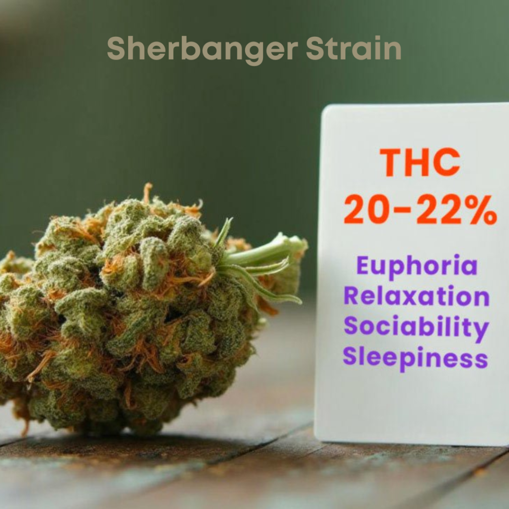 Sherbanger strain