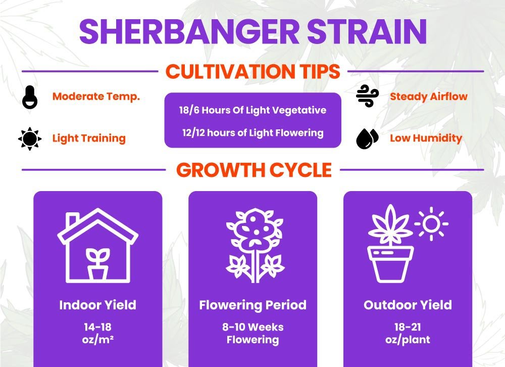 Sherblato strain