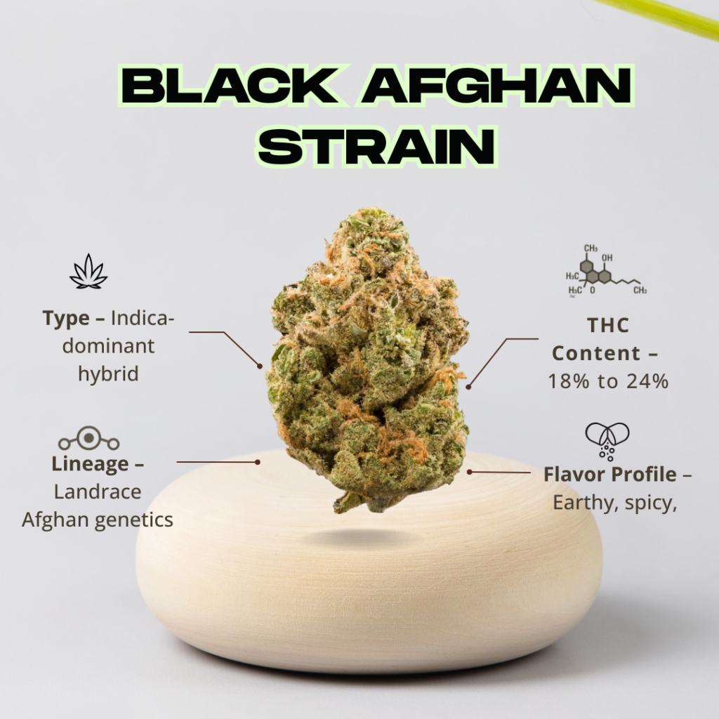 Black Afghan Strain