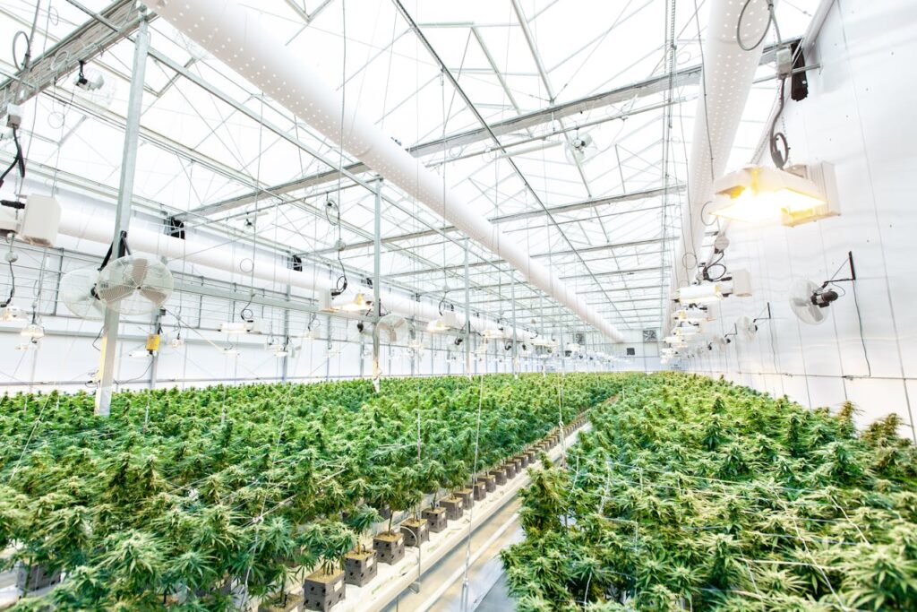 Growing weed california and selling in dispensary
