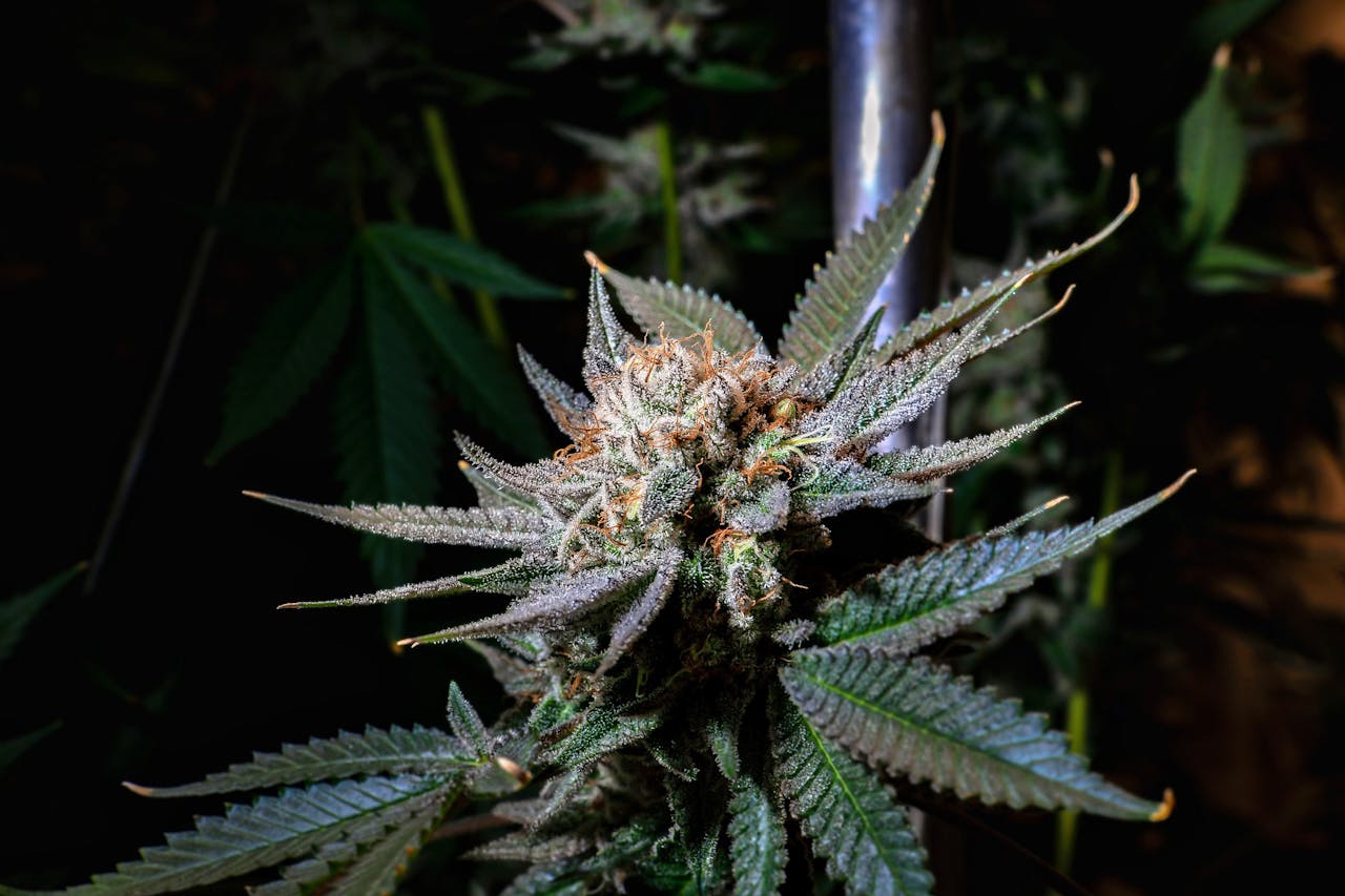 But and smoke black dahlia weed in dc
